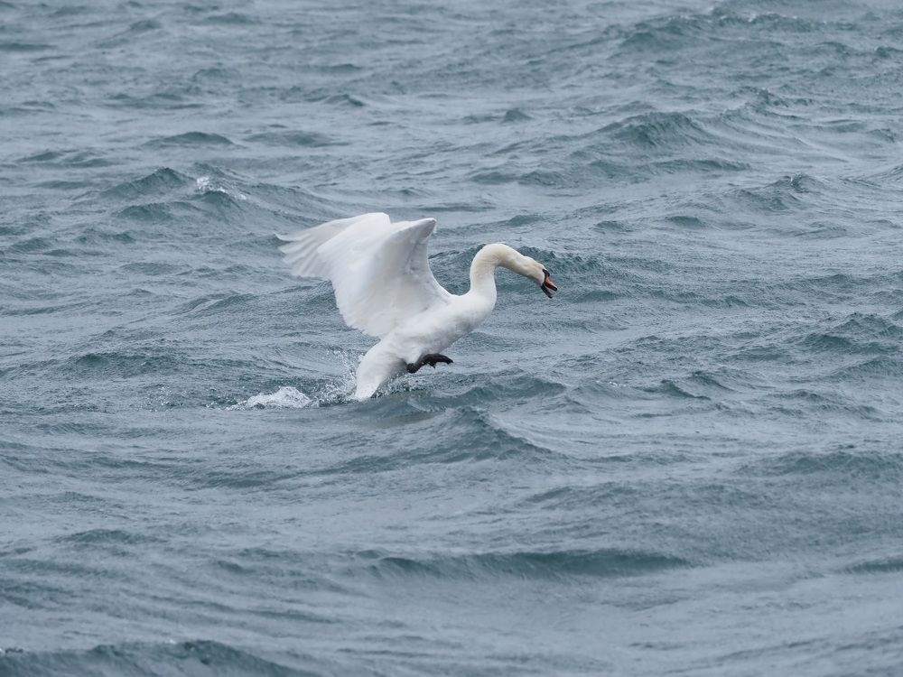 Лебедь в море