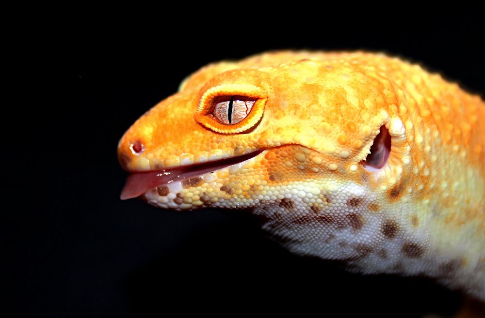 наш Горыныч