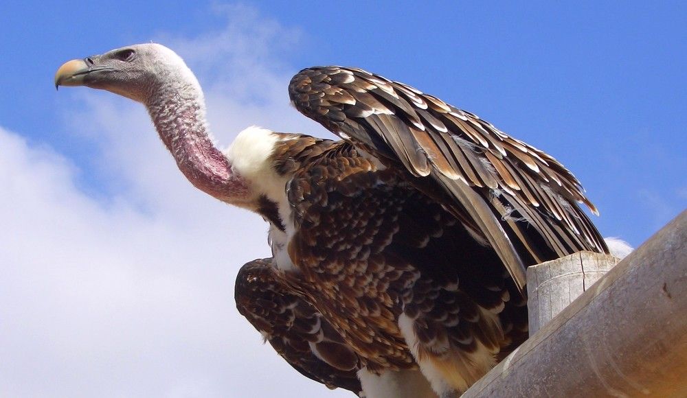 Грозный гриф