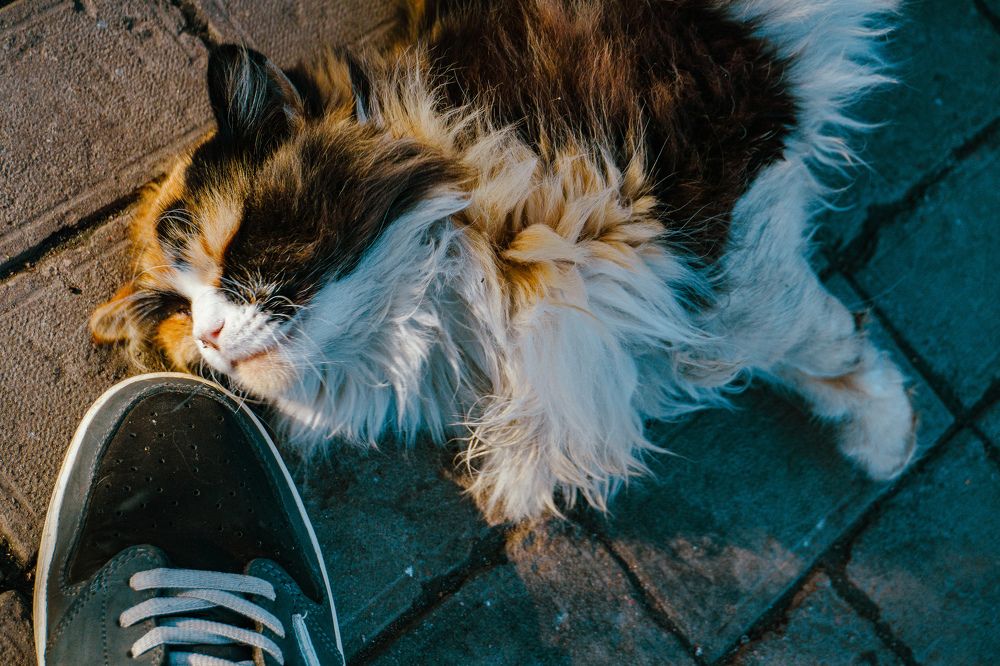 Photograph by Артем Порубаев