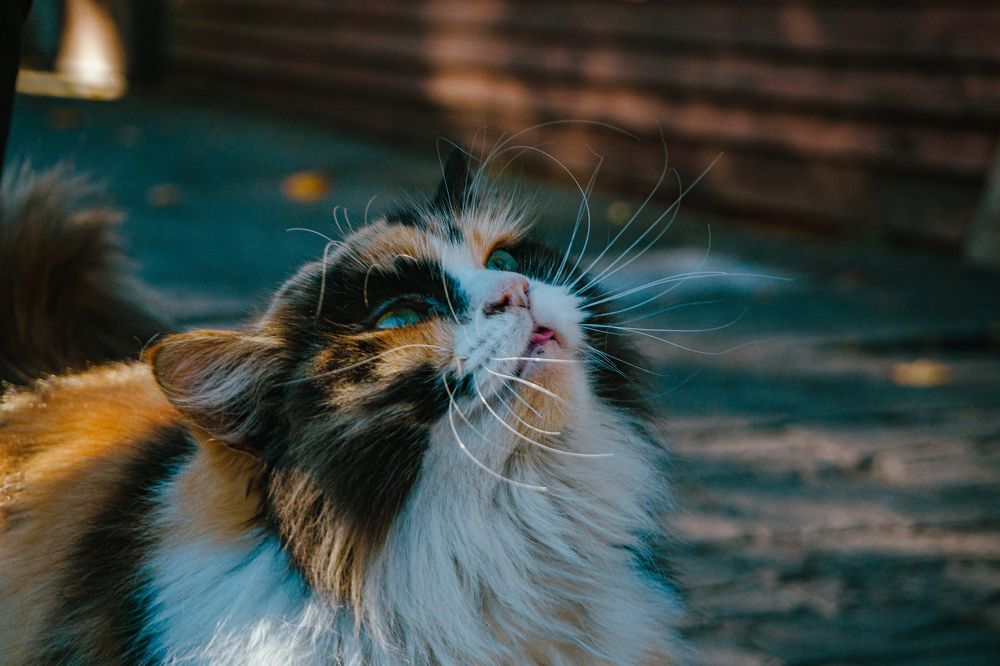 Photograph by Артем Порубаев