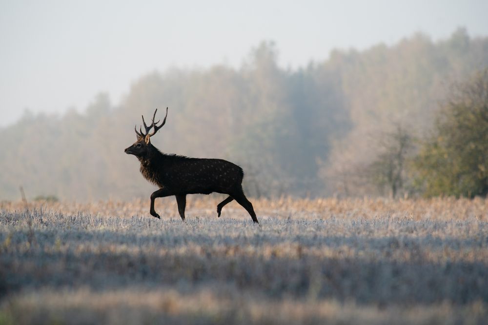 Photograph by Александр Гребенев