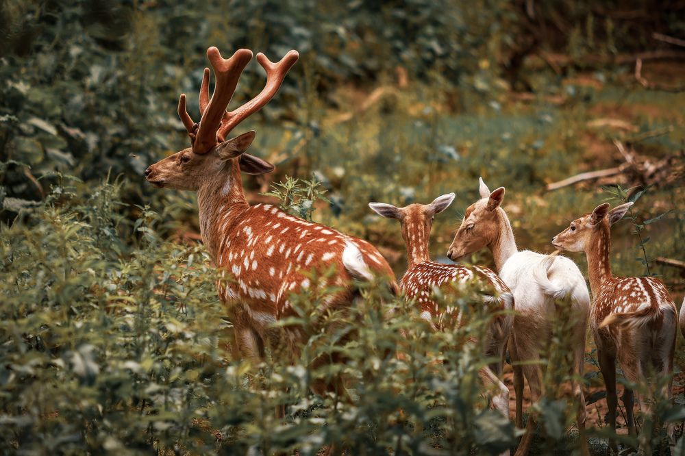 Photograph by Ольга Шайдулина