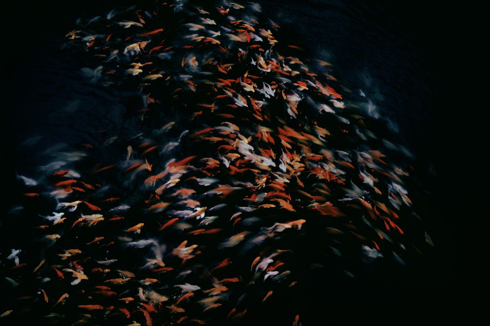 Фотография автора Trung Hoa Vo