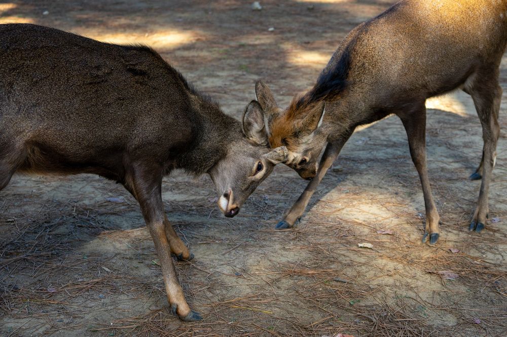 Фотография автора Ирина Зайцева