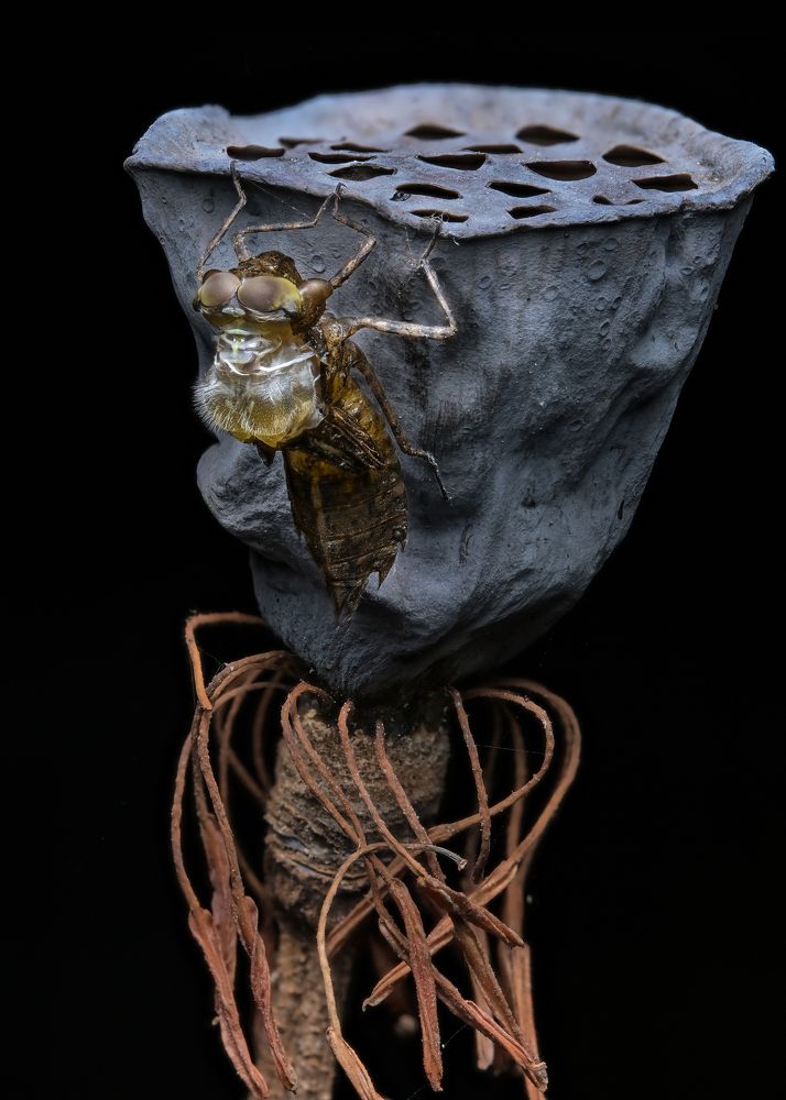 The Metamorphosis of a Dragonfly – A Marvel of Nature