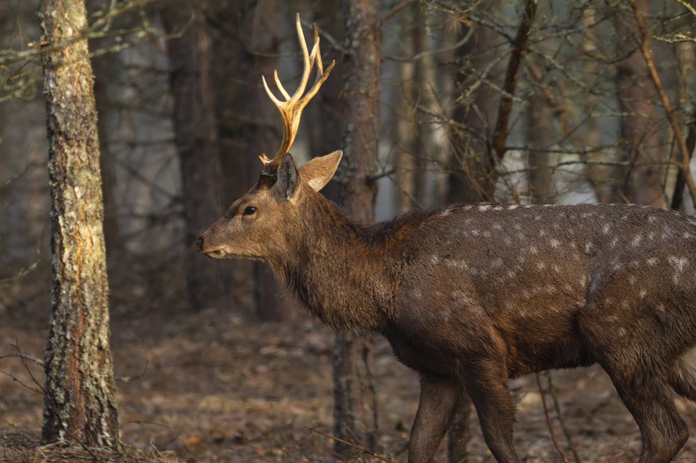 Photograph by Пронин Денис