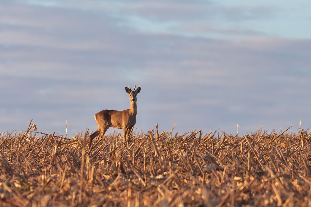 Photograph by Пронин Денис