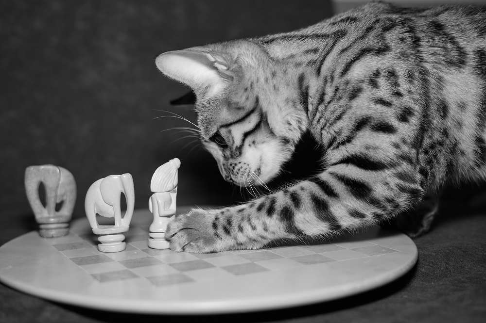 Фотография автора Ekaterina Palant