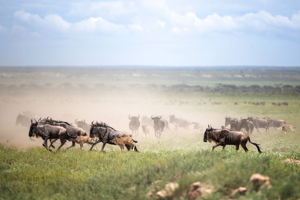 Фотография автора Елена Якусева
