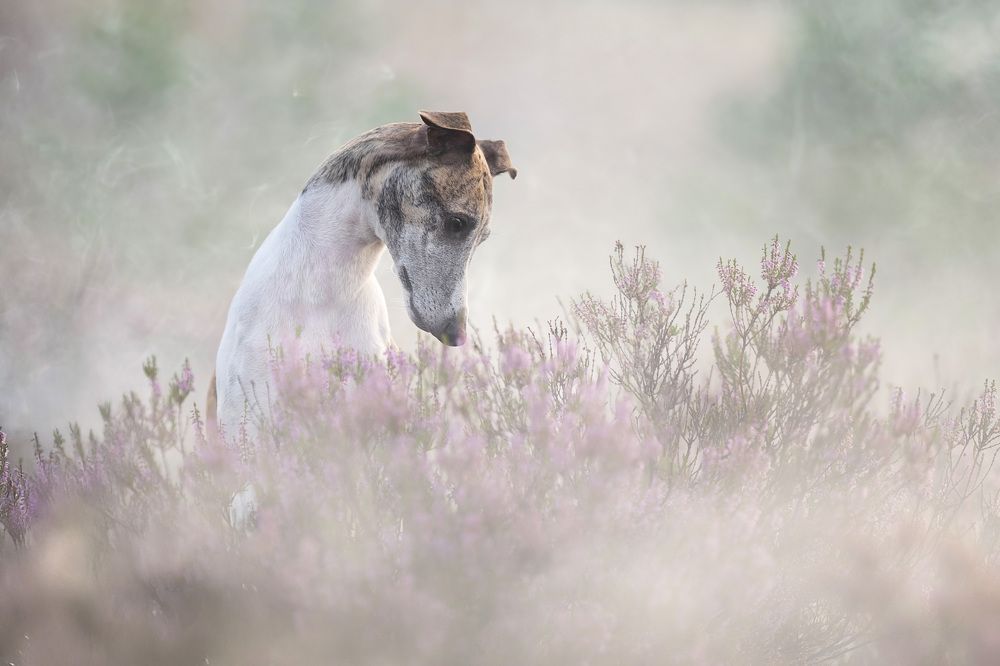 Фотография автора Елена Якусева