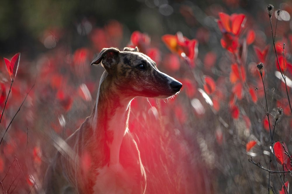 Фотография автора Елена Якусева