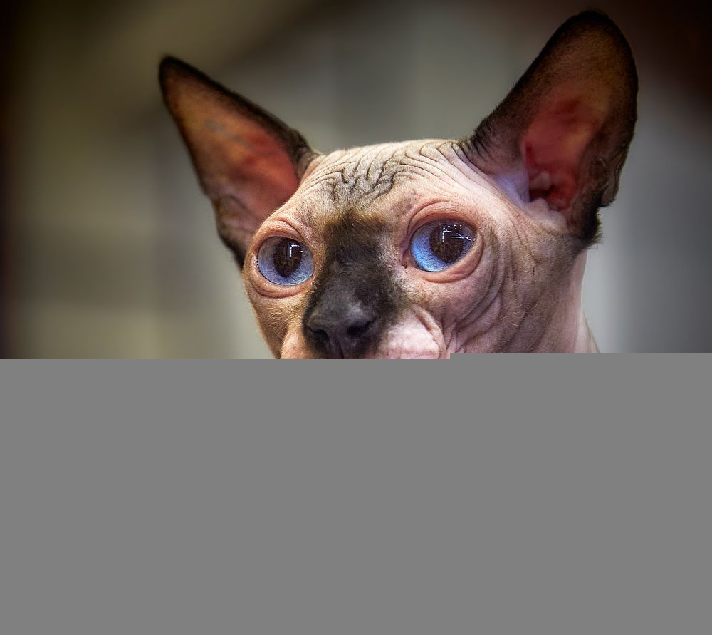 Photograph by Boris Bekelman