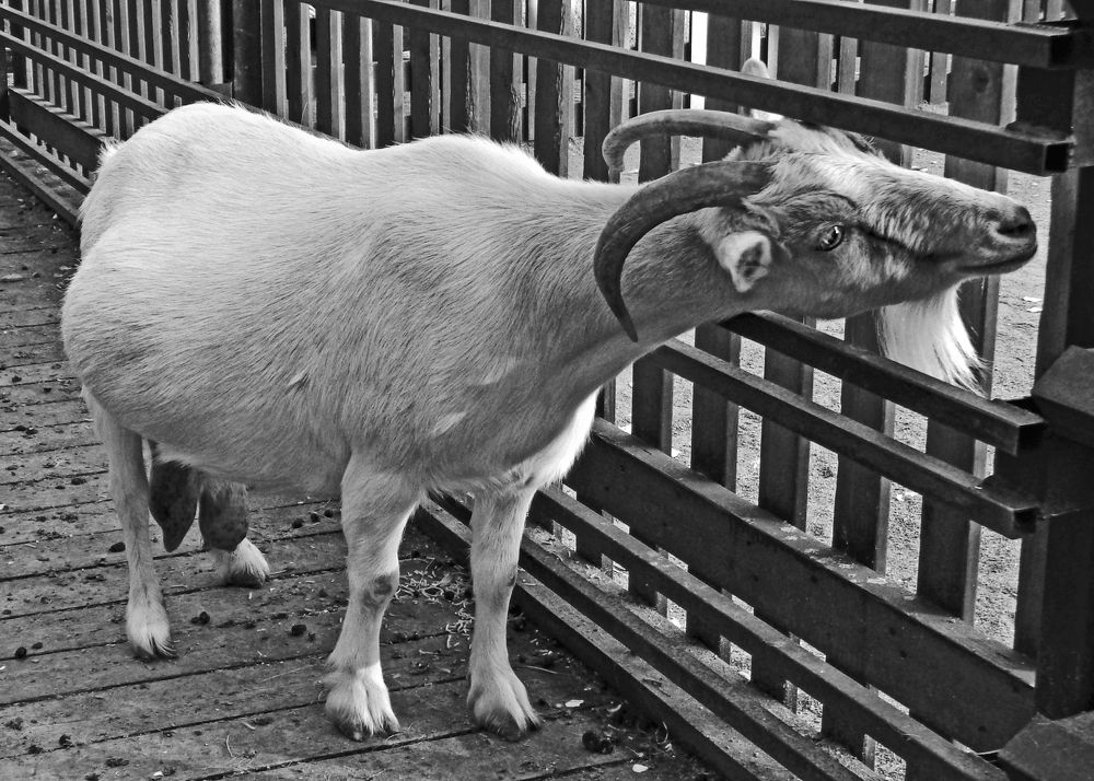 Коза  Зорька.