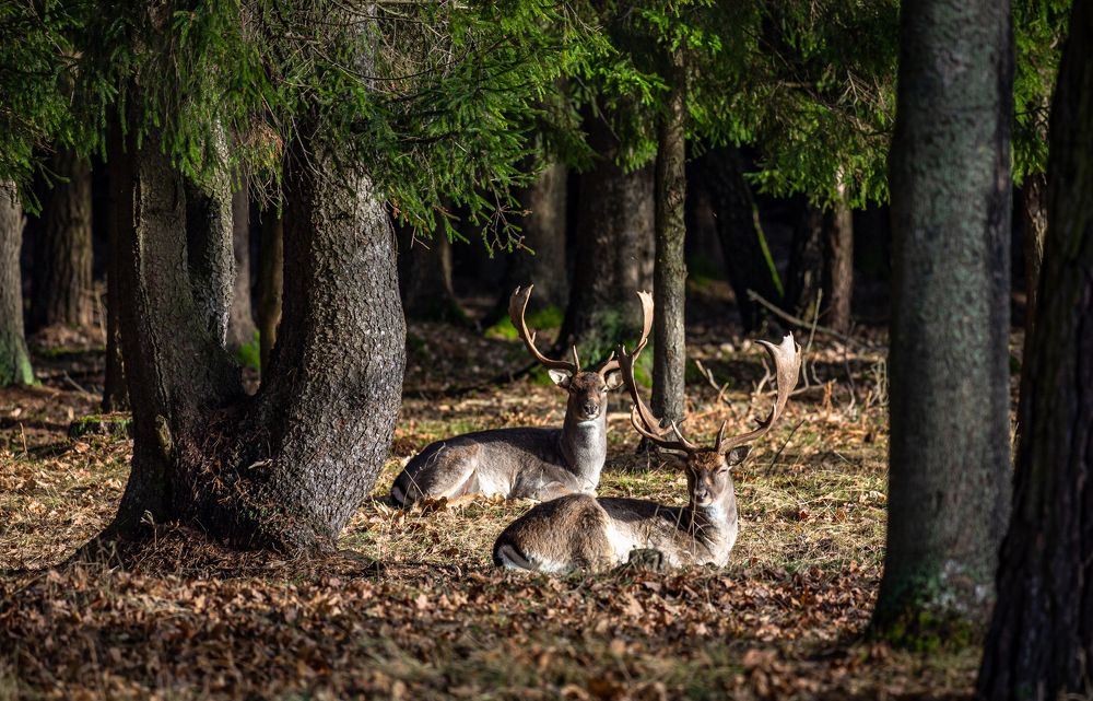 Photograph by Диана Бородзе