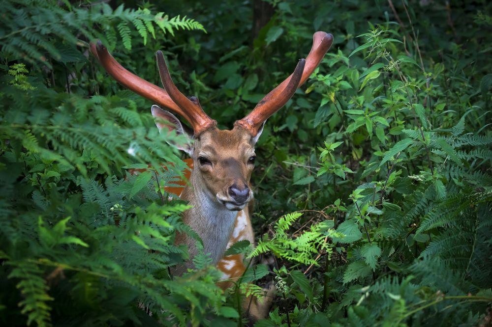 Photograph by Диана Бородзе