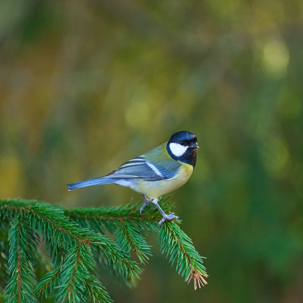 Большая синица на ветке ели.