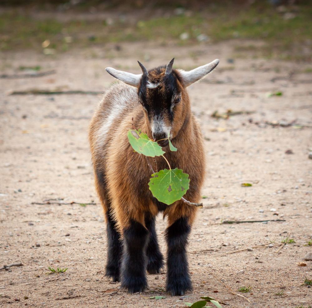 Photograph by Диана Бородзе
