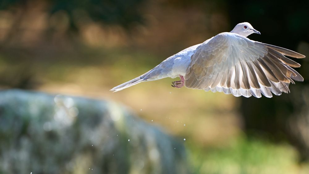 Горлица взлетает от источника воды.