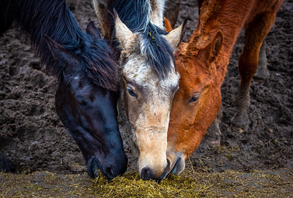 Photograph by Диана Бородзе