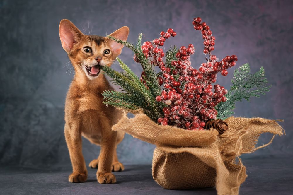 Photograph by Dina Damotseva