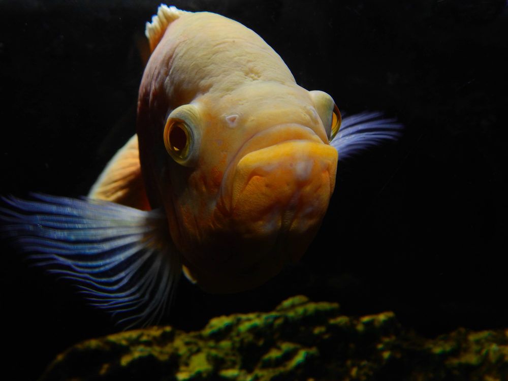 Photograph by Диана Бородзе