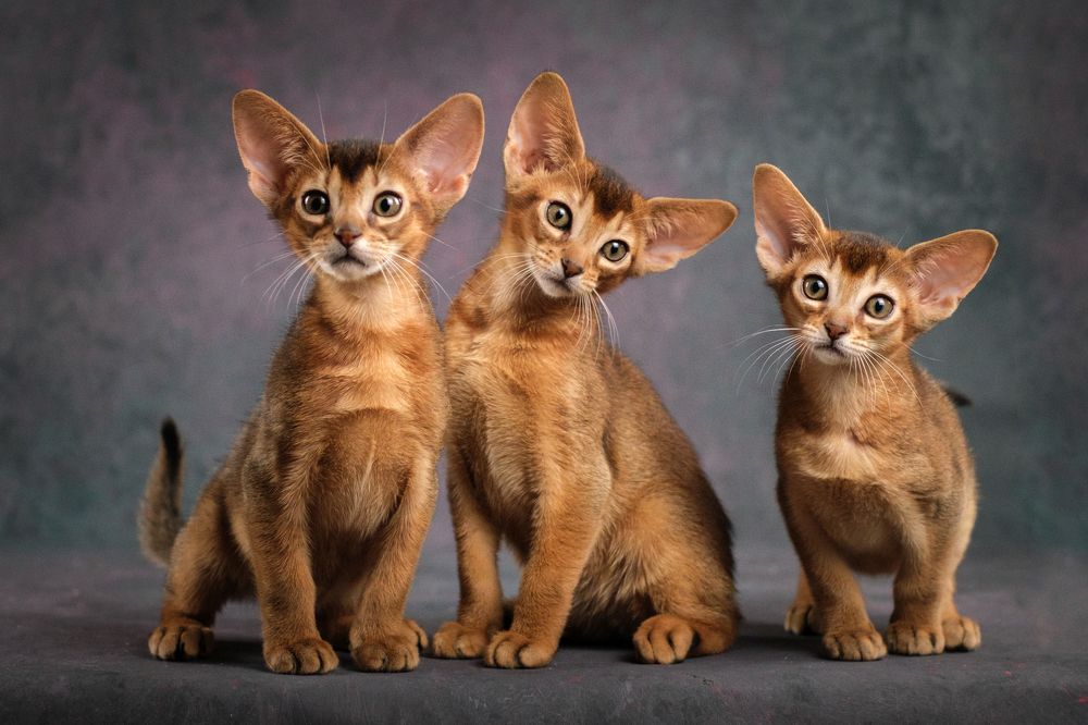 Photograph by Dina Damotseva