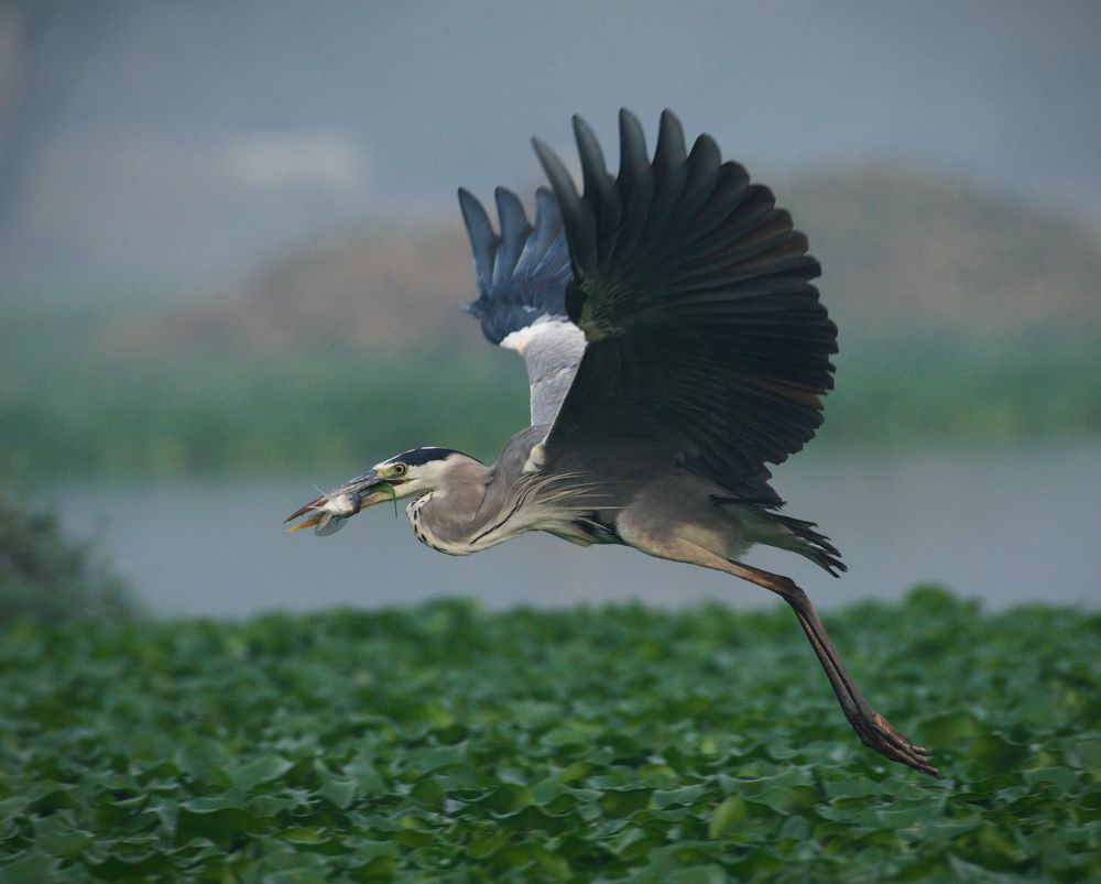 Grey Heron with Fish Catch