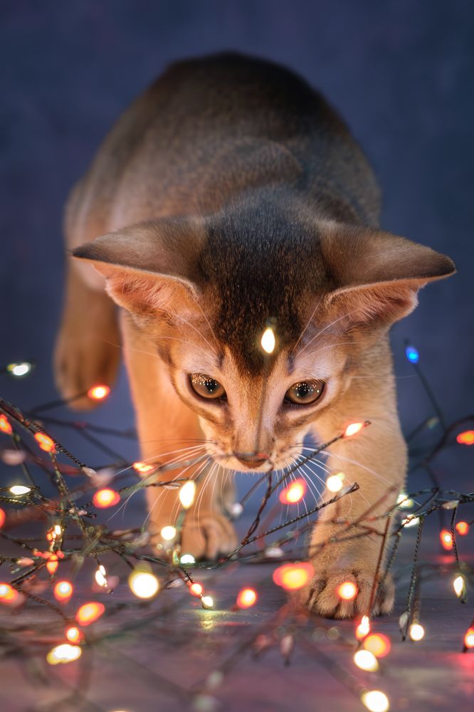 Этот яркий Новый год!