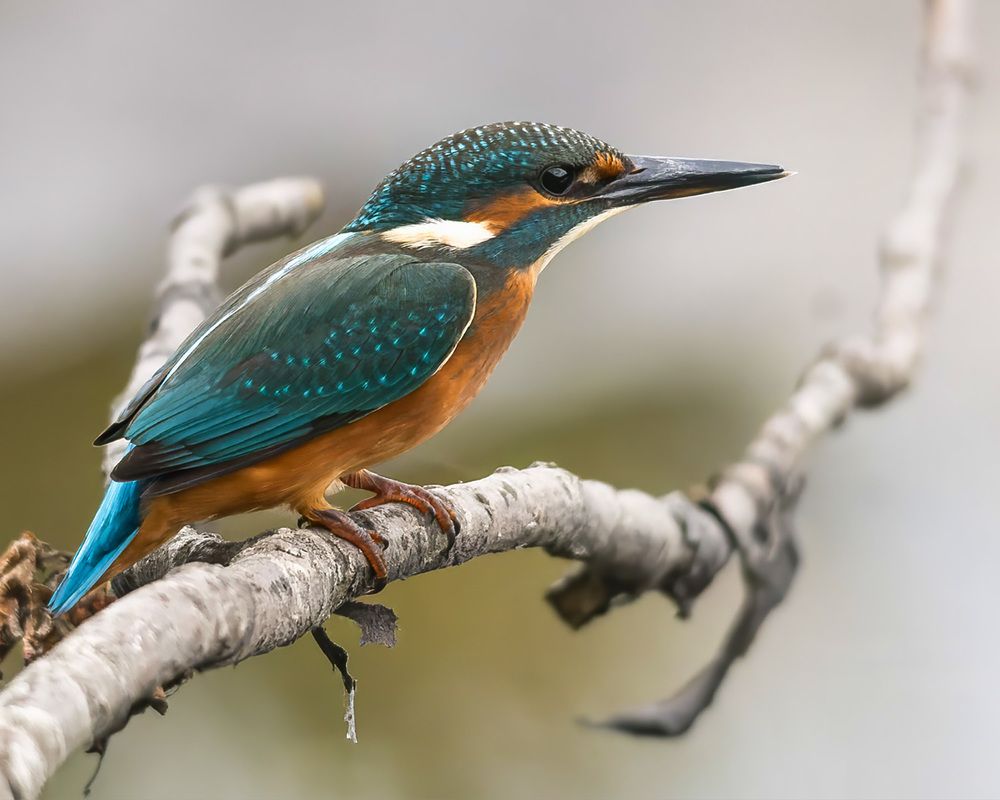 Photograph by wendy vanhoudt