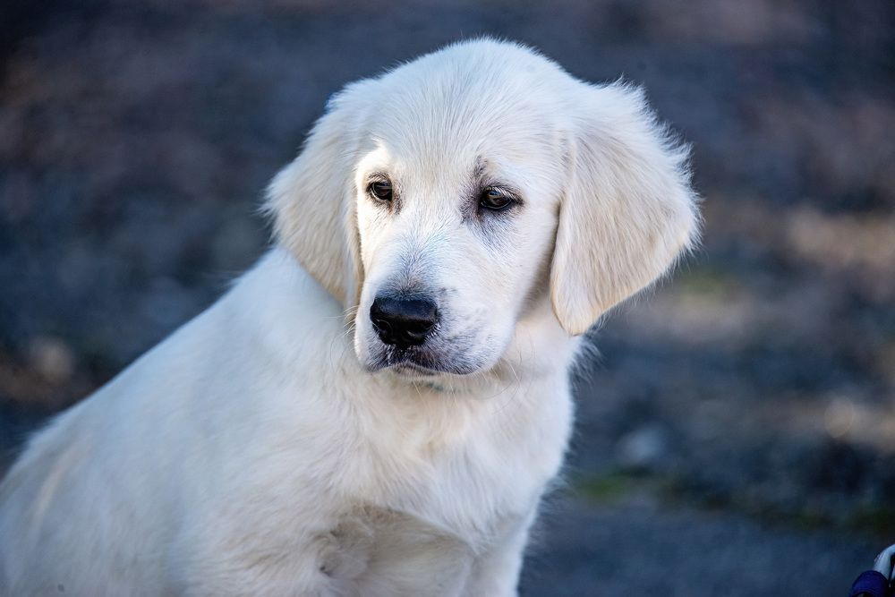 Фотография автора Ruslan Badykov