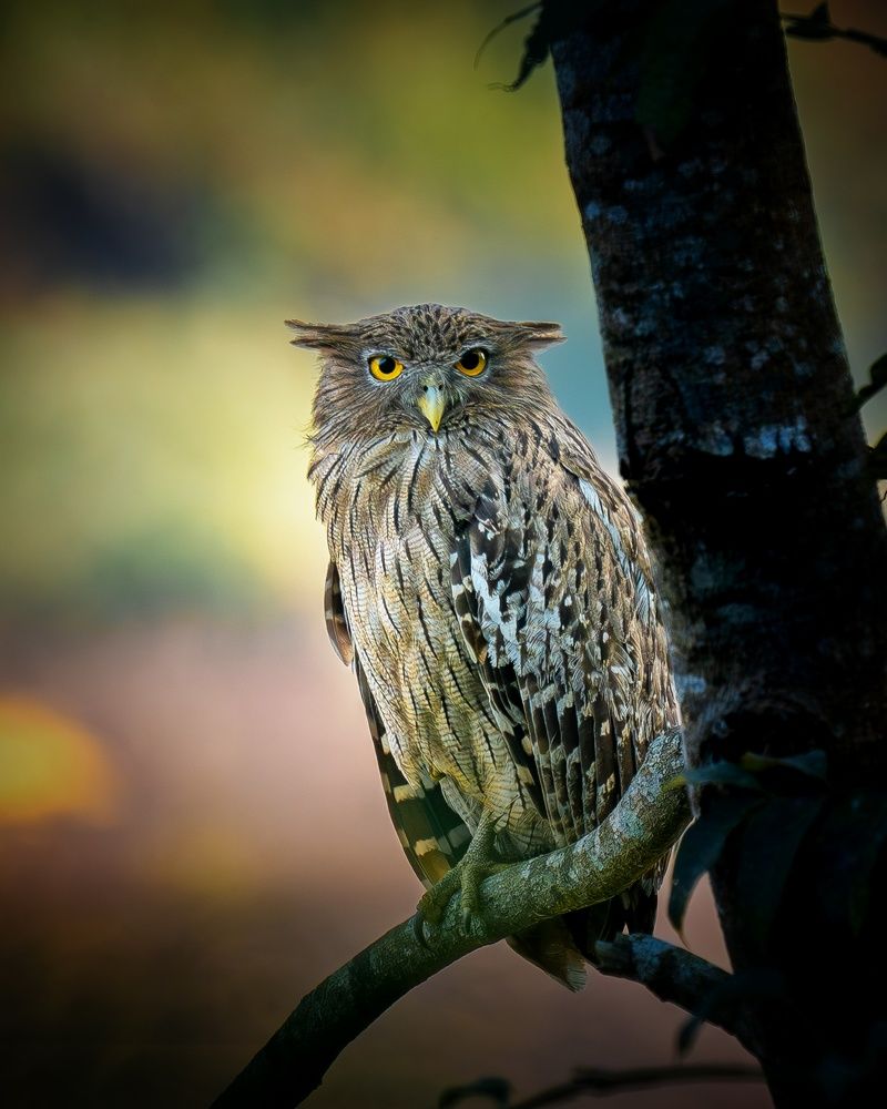 Brown Fish Owl, Kotdwar India