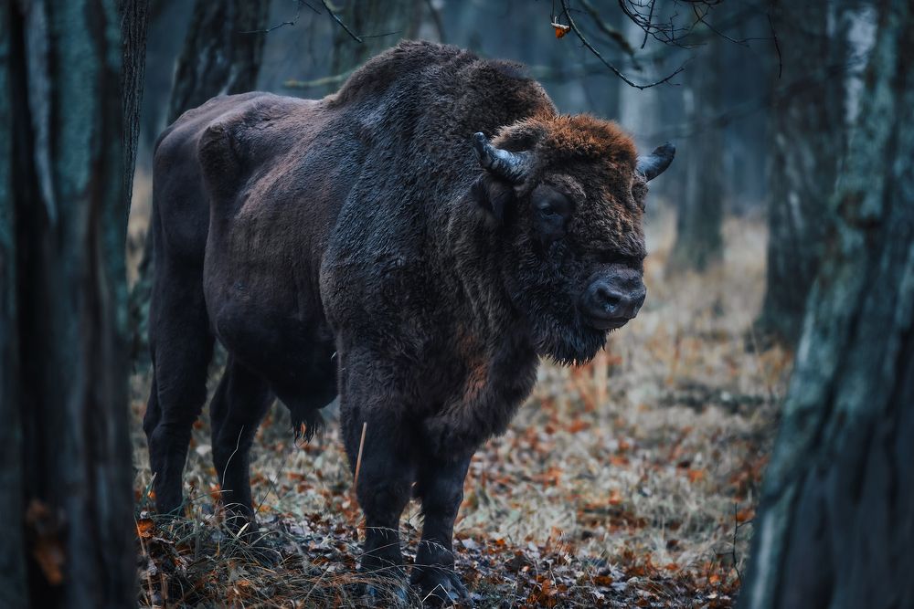 Зубр в осеннем лесу