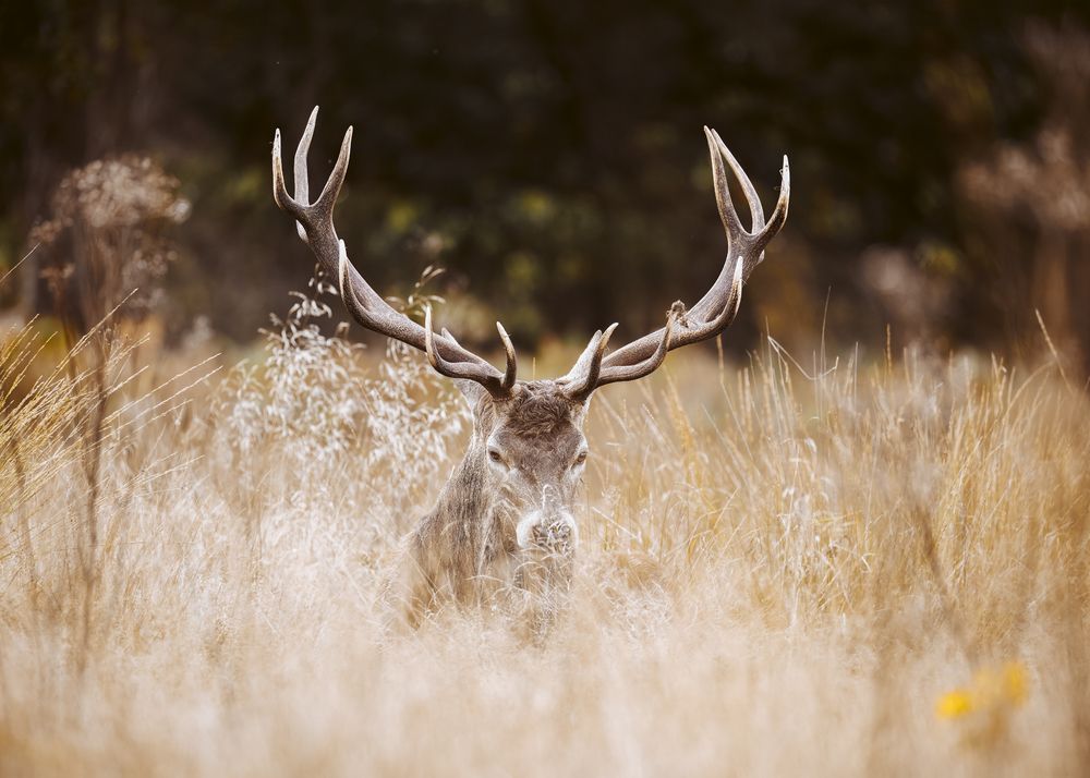 Red Deer Buck