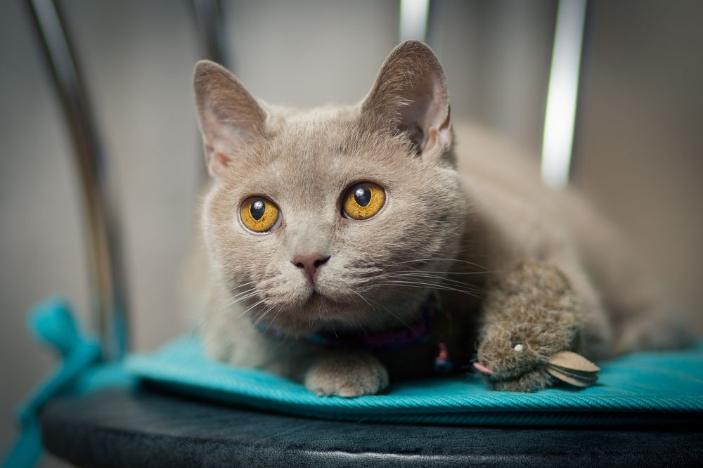 Photograph by Олег Дорошенко