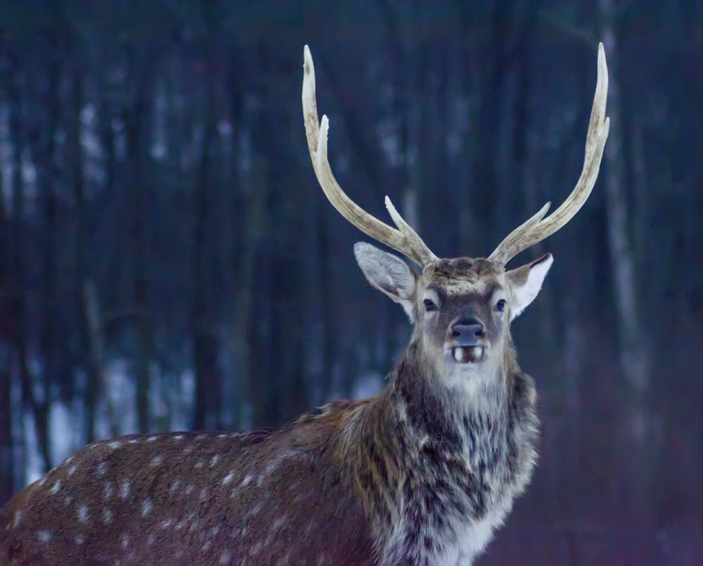 Photograph by Ольга Заповедная