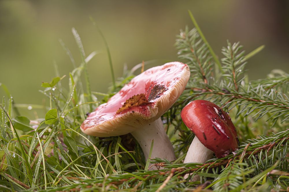 Photograph by Бурикова Екатерина