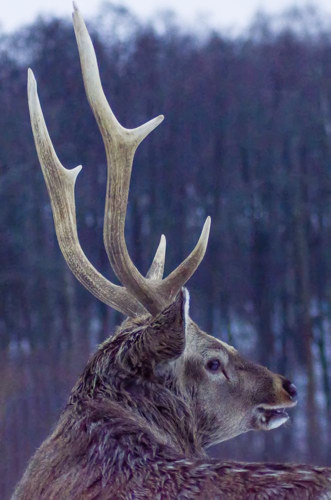 Photograph by Ольга Заповедная