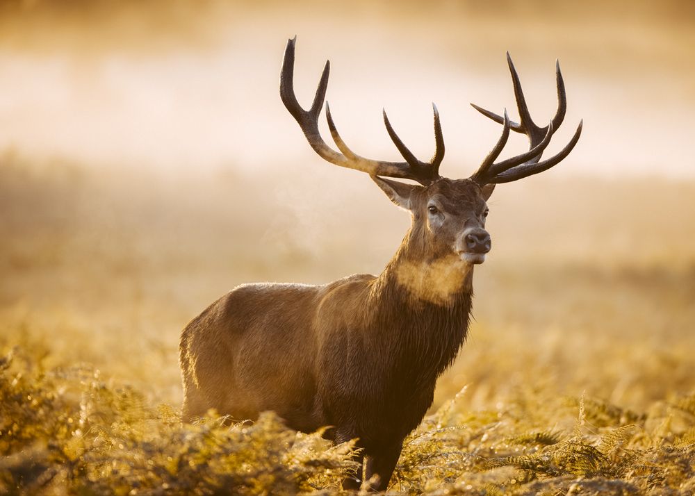 Photograph by Guido Frazzini