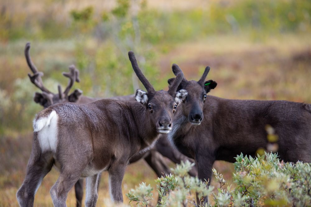 Фотография автора Ruslan Badykov
