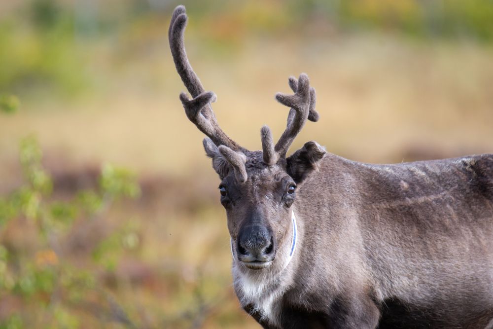Фотография автора Ruslan Badykov