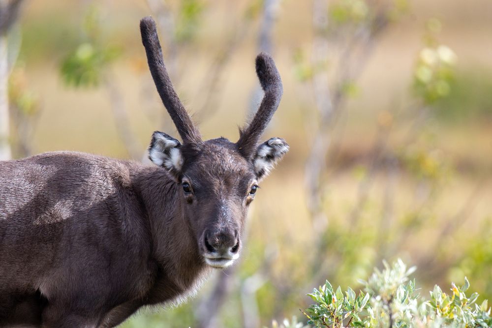 Фотография автора Ruslan Badykov