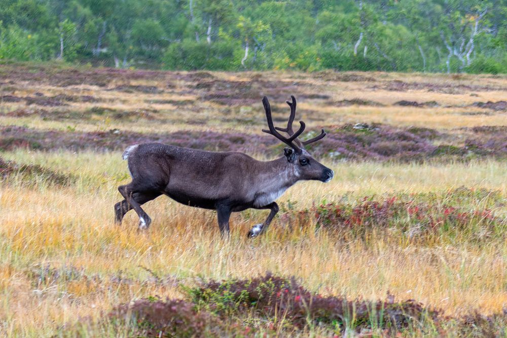 Фотография автора Ruslan Badykov