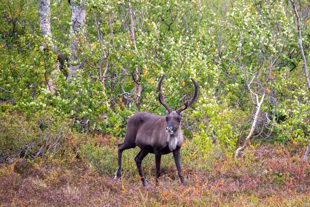 Фотография автора Ruslan Badykov