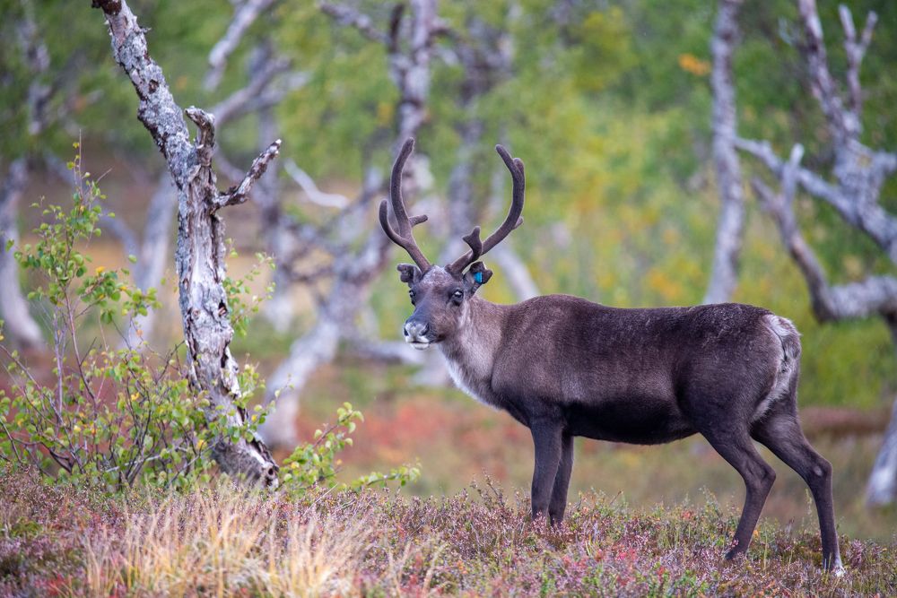 Фотография автора Ruslan Badykov