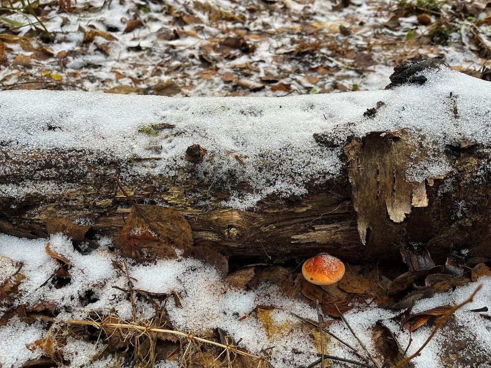 Последний грибочек…!