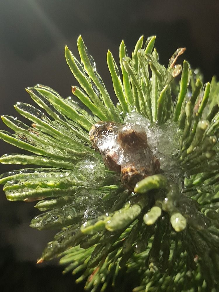 Photograph by Максим Вдовиченко