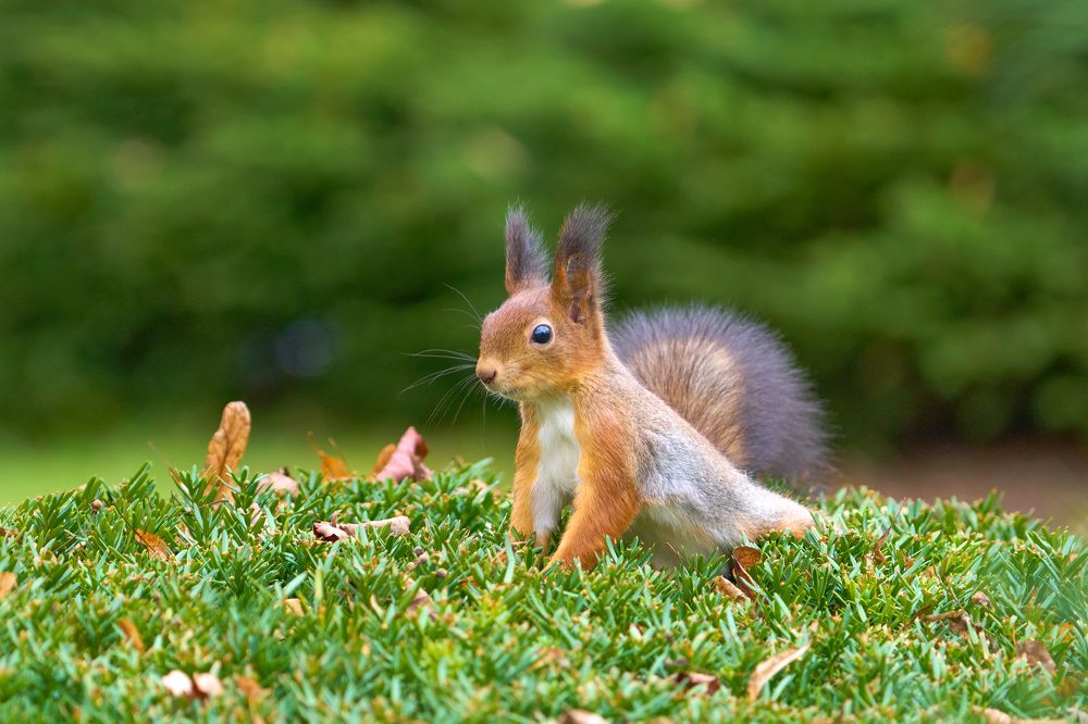 Белка на кусте.