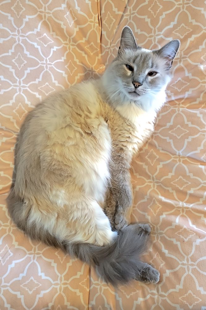 Relaxed Royalty: Ragdoll Cat on a Plush Pillow