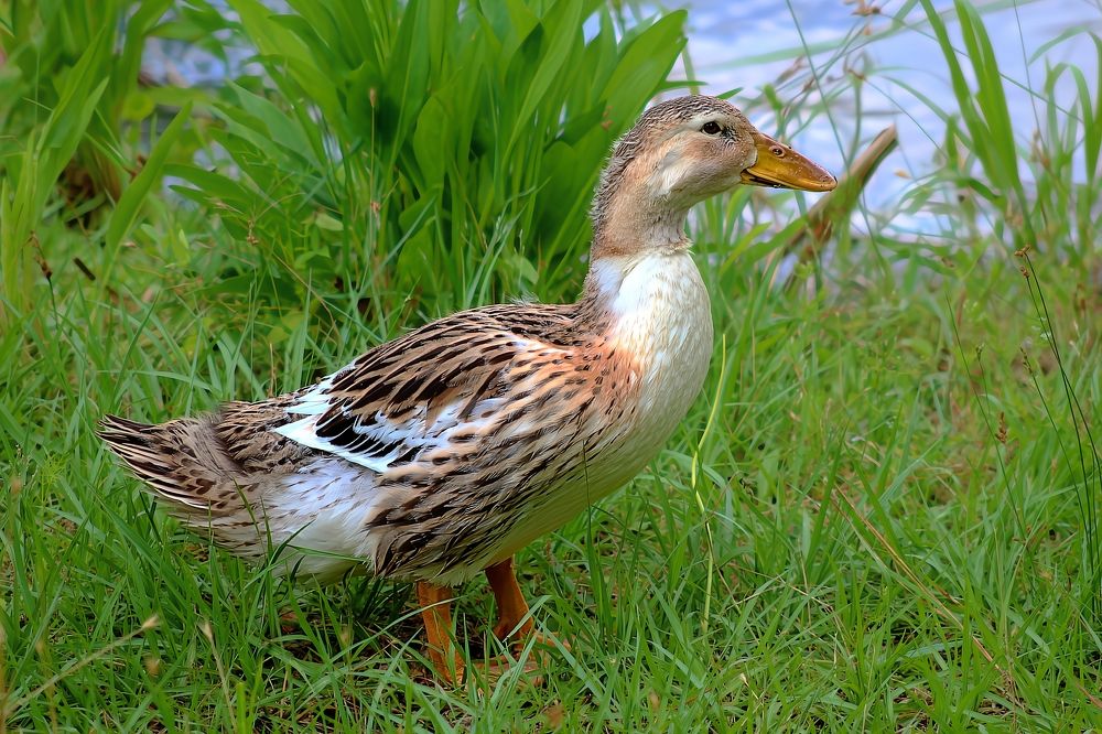 Appleyard Duck Near The Bay Shoreline